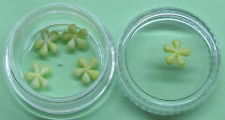 3D gumijasta roža 04