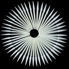 50 stiletto natural konic na kovinskem obroču za prikaz